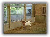 38 X 96 For Goats_  Reedsville PA-dsc09969