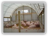 Lancaster PA_ Building For Pigs Raised On Straw ( Watch Video )-dsc00575