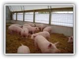 Lancaster PA_ Building For Pigs Raised On Straw ( Watch Video )-dsc00578