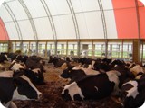 Dairy Compost Bedded Pack --       Manheim PA-dsc00105