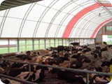 Dairy Compost Bedded Pack --       Manheim PA-dsc00110