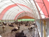 Dairy Compost Bedded Pack --       Manheim PA-dsc00117