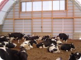 Dairy Compost Bedded Pack --       Manheim PA-dsc09388
