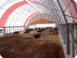Dairy Compost Bedded Pack --       Manheim PA-dsc09418